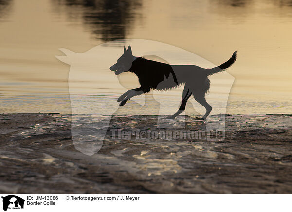 Border Collie / Border Collie / JM-13086