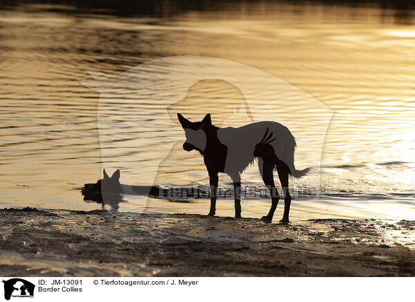 Border Collies / Border Collies / JM-13091