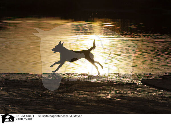 Border Collie / Border Collie / JM-13094