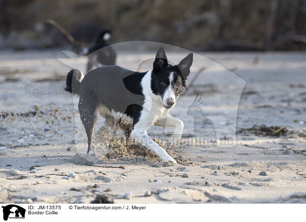Border Collie / Border Collie / JM-13575