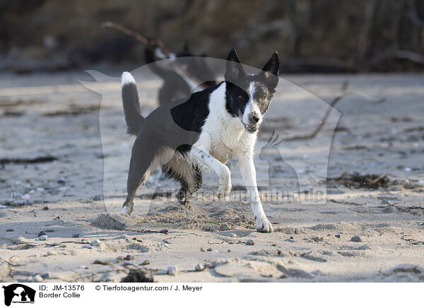 Border Collie / Border Collie / JM-13576
