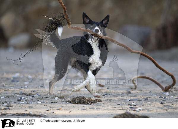 Border Collie / Border Collie / JM-13577