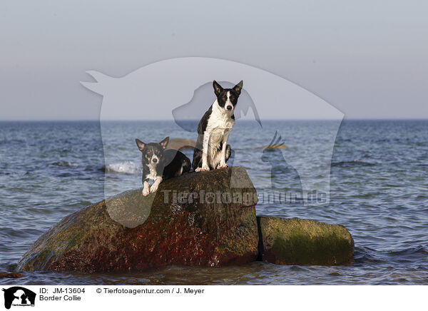 Border Collie / Border Collie / JM-13604