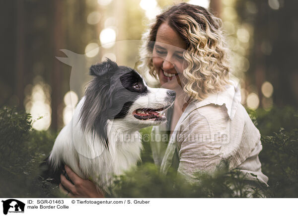Border Collie R�de / male Border Collie / SGR-01463