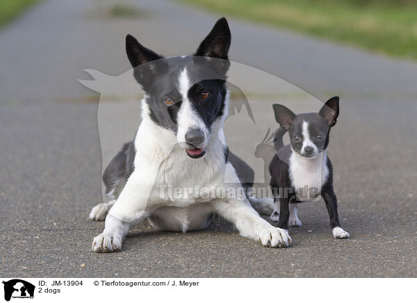 2 Hunde / 2 dogs / JM-13904