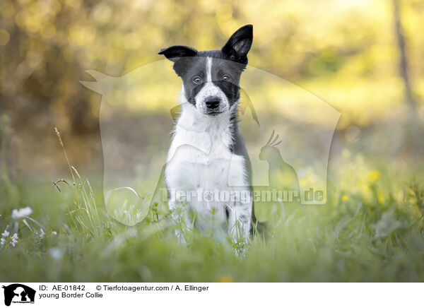 junger Border Collie / young Border Collie / AE-01842