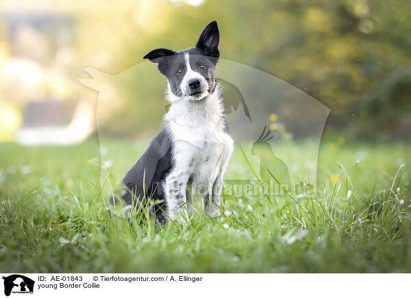 junger Border Collie / young Border Collie / AE-01843