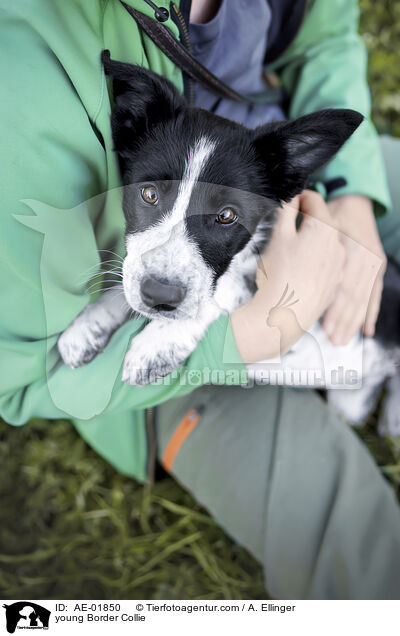 junger Border Collie / young Border Collie / AE-01850