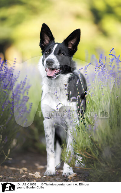 junger Border Collie / young Border Collie / AE-01852