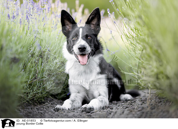 junger Border Collie / young Border Collie / AE-01853