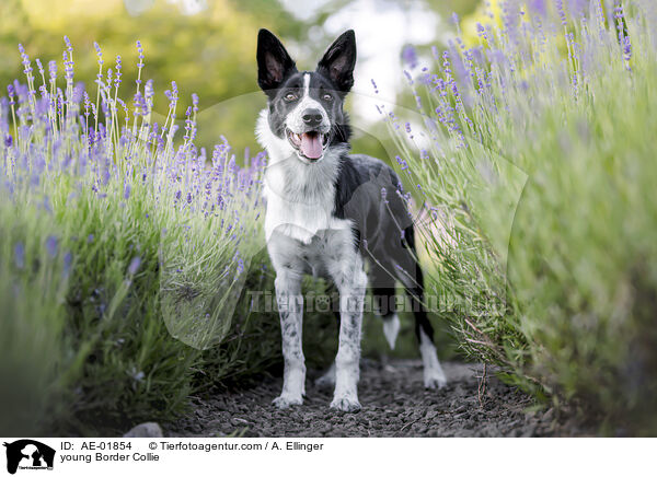 junger Border Collie / young Border Collie / AE-01854