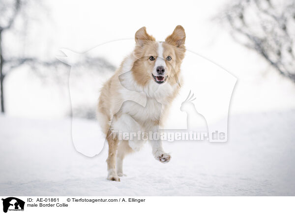 Border Collie Rde / male Border Collie / AE-01861