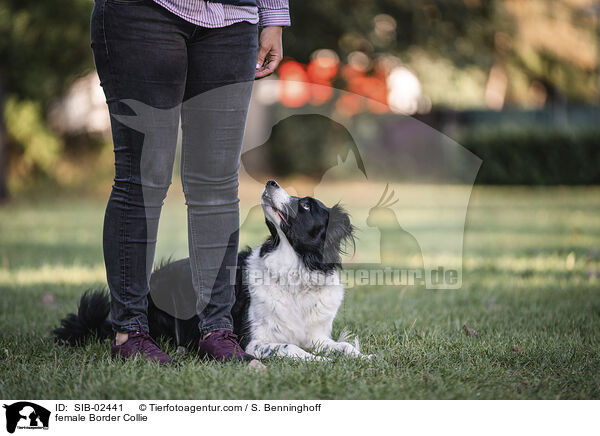 Border Collie Hndin / female Border Collie / SIB-02441