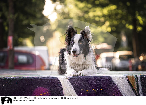 Border Collie Rde / male Border Collie / SIB-02470