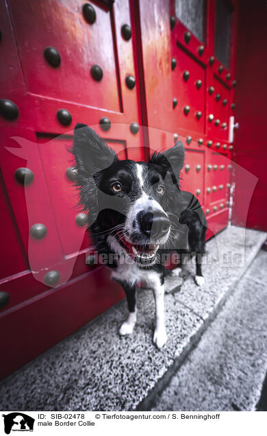 Border Collie Rde / male Border Collie / SIB-02478