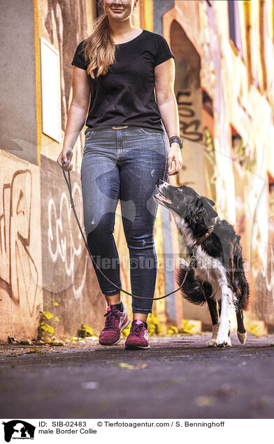 Border Collie Rde / male Border Collie / SIB-02483
