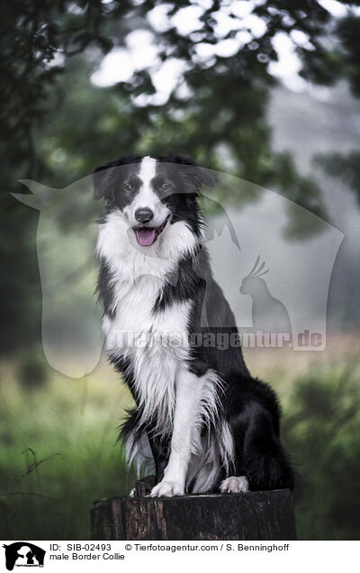 Border Collie Rde / male Border Collie / SIB-02493
