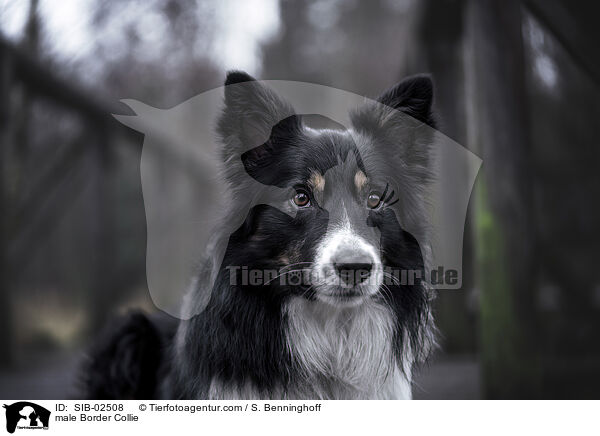 Border Collie Rde / male Border Collie / SIB-02508