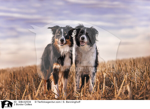 2 Border Collies / 2 Border Collies / SIB-02539