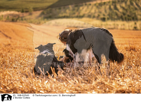 2 Border Collies / 2 Border Collies / SIB-02540