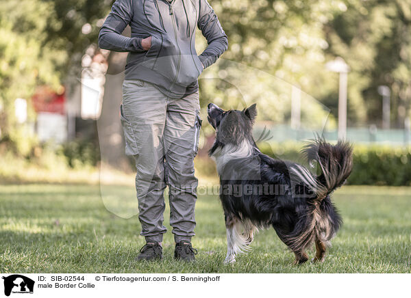 Border Collie Rde / male Border Collie / SIB-02544