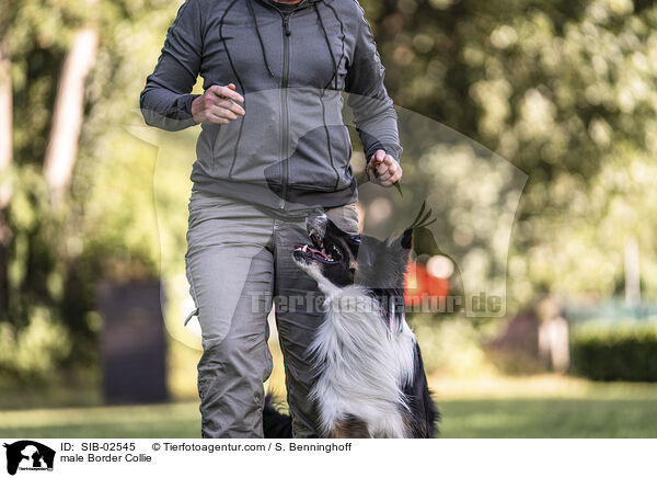 Border Collie Rde / male Border Collie / SIB-02545
