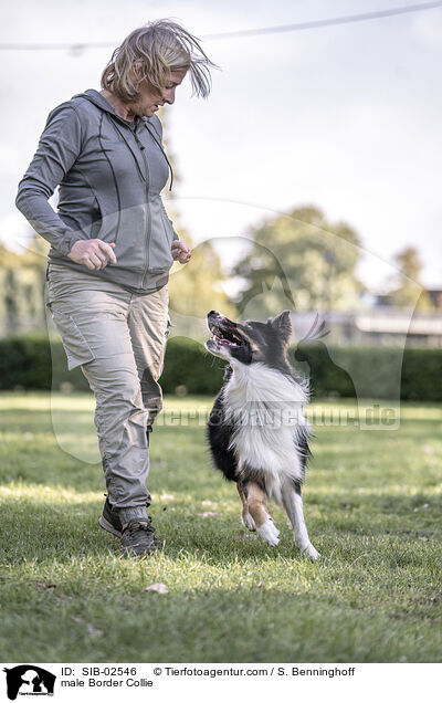 Border Collie Rde / male Border Collie / SIB-02546