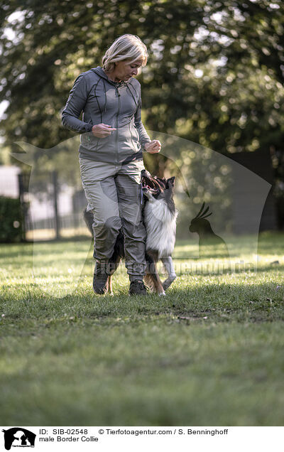 Border Collie Rde / male Border Collie / SIB-02548