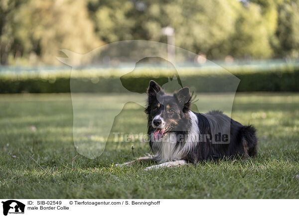 Border Collie Rde / male Border Collie / SIB-02549