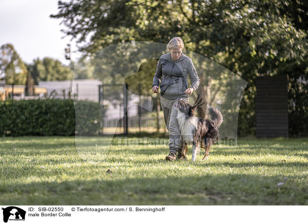 Border Collie Rde / male Border Collie / SIB-02550