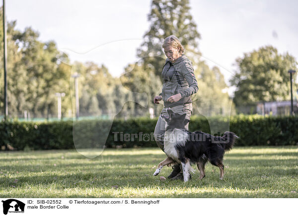 Border Collie Rde / male Border Collie / SIB-02552