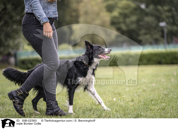 Border Collie Rde / male Border Collie / SIB-02560