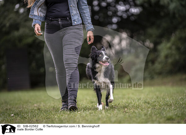 Border Collie Rde / male Border Collie / SIB-02562