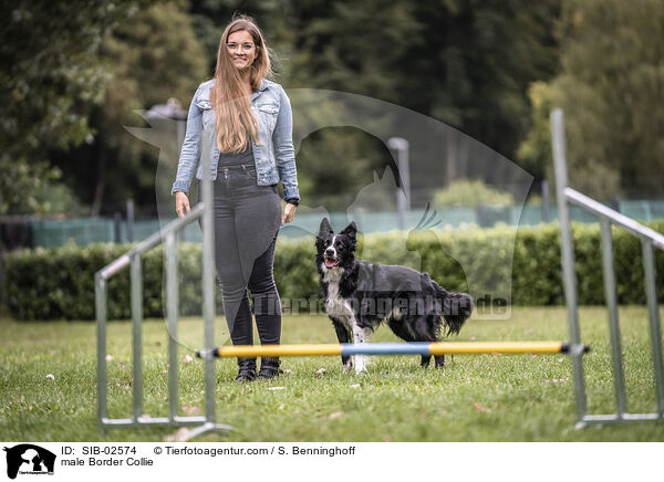 Border Collie R�de / male Border Collie / SIB-02574