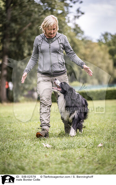 Border Collie Rde / male Border Collie / SIB-02578