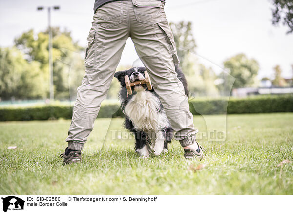 Border Collie Rde / male Border Collie / SIB-02580