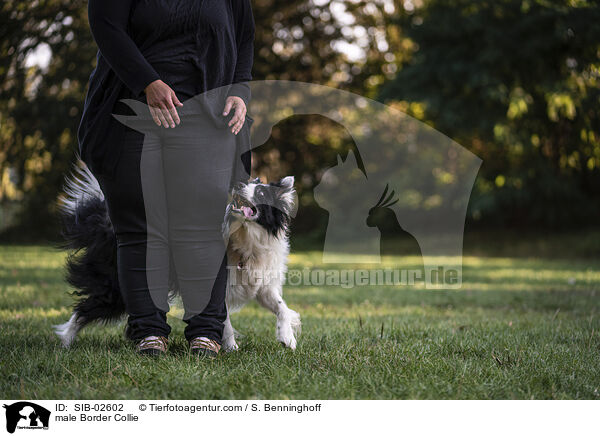 Border Collie Rde / male Border Collie / SIB-02602