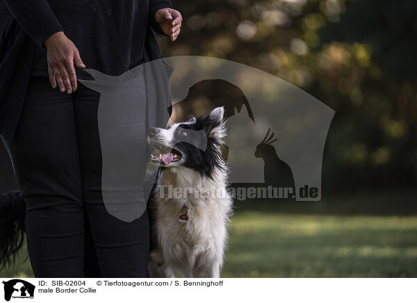 Border Collie Rde / male Border Collie / SIB-02604