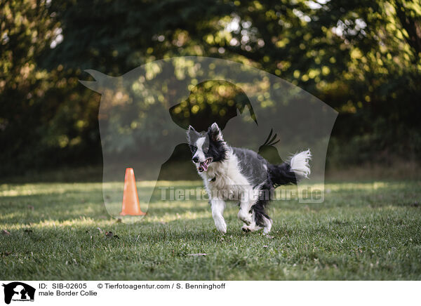 Border Collie Rde / male Border Collie / SIB-02605