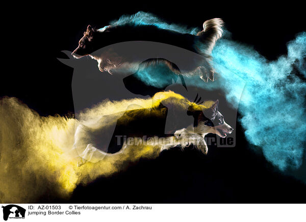 springende Border Collies / jumping Border Collies / AZ-01503
