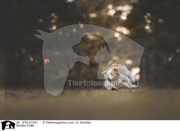 Border Collie / Border Collie / STS-01051