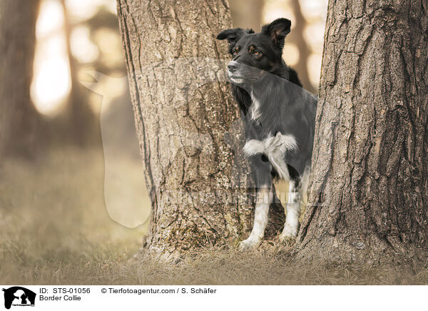 Border Collie / Border Collie / STS-01056