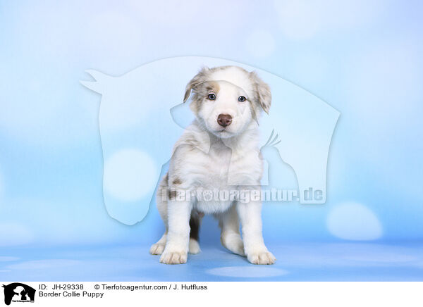 Border Collie Welpe / Border Collie Puppy / JH-29338