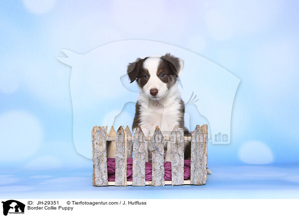 Border Collie Welpe / Border Collie Puppy / JH-29351