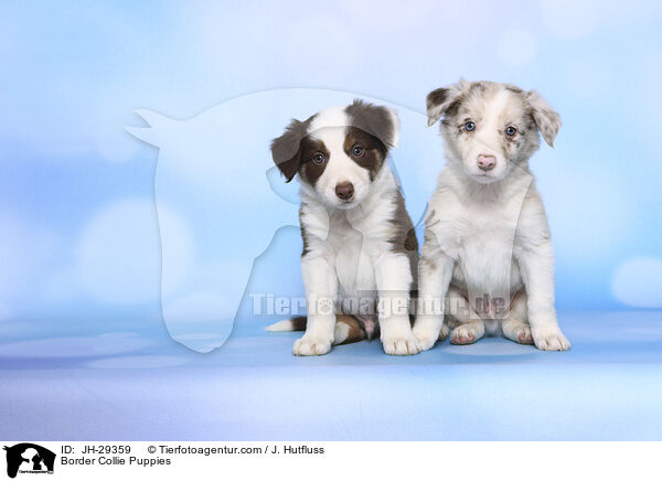 Border Collie Welpen / Border Collie Puppies / JH-29359