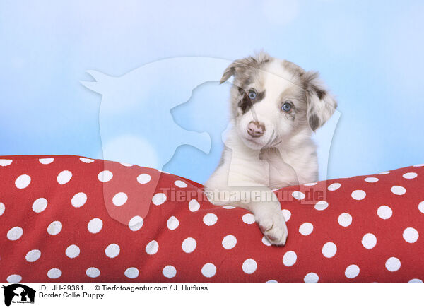 Border Collie Welpe / Border Collie Puppy / JH-29361