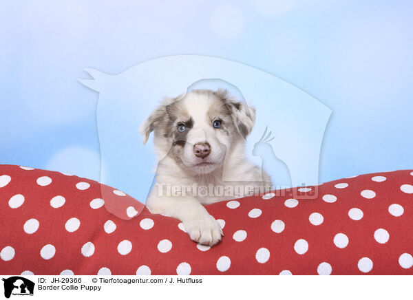 Border Collie Welpe / Border Collie Puppy / JH-29366