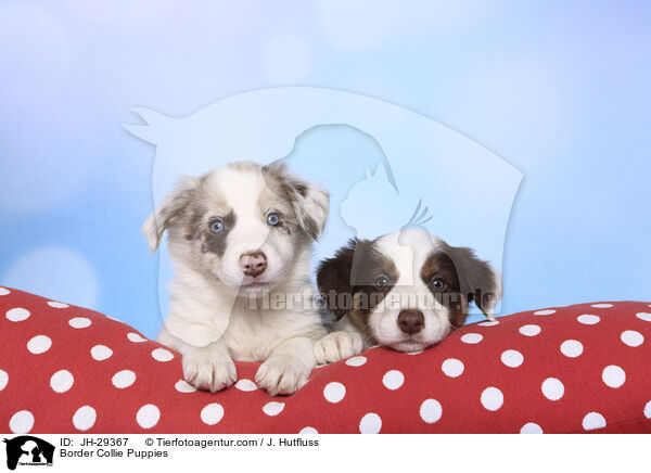 Border Collie Welpen / Border Collie Puppies / JH-29367