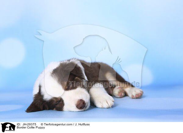 Border Collie Welpe / Border Collie Puppy / JH-29375