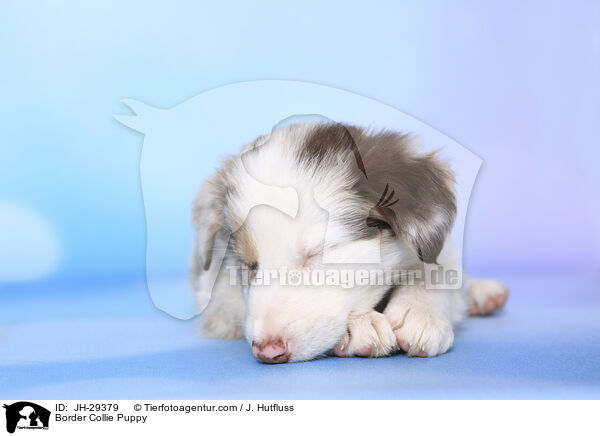 Border Collie Welpe / Border Collie Puppy / JH-29379